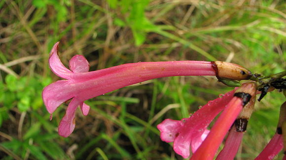 Plancia ëd Lundia cordata (Vell.) DC.