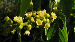 Image of Gouania blanchetiana Miq.