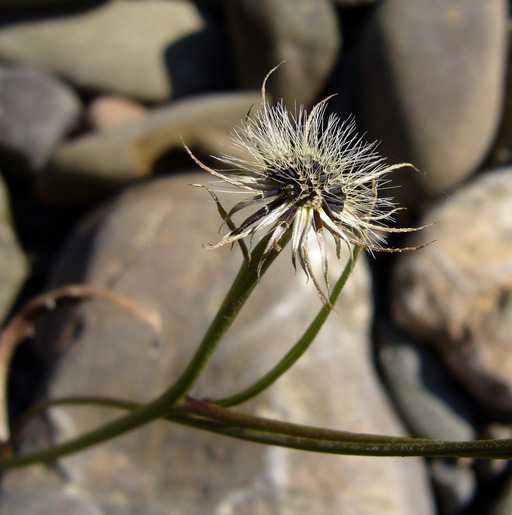 Image de Tolpis barbata (L.) Gaertn.