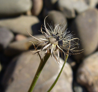 Image de Tolpis barbata (L.) Gaertn.