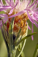 Image of <i>Centaurea pannonica</i>