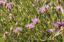 Image of <i>Centaurea pannonica</i>