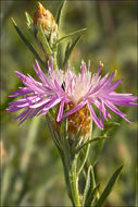 Image of <i>Centaurea pannonica</i>