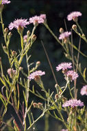 Image of <i>Centaurea pannonica</i>