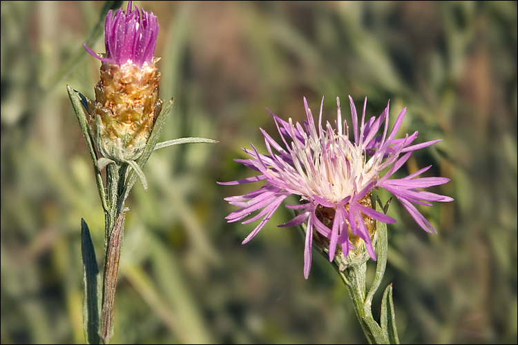 Image of <i>Centaurea pannonica</i>