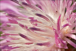 Image of <i>Centaurea pannonica</i>