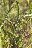 Image of <i>Centaurea pannonica</i>