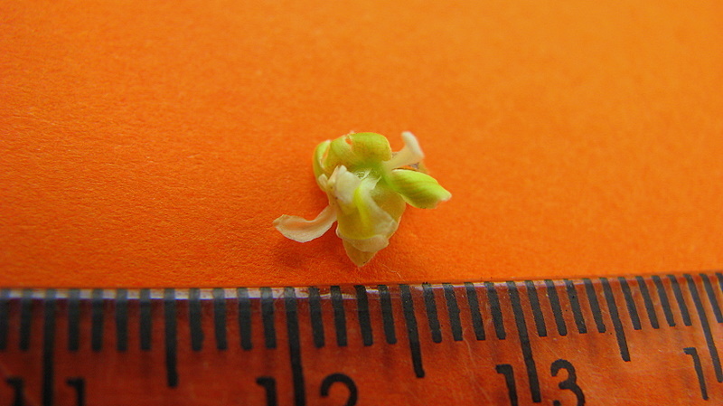 Image of Trigonia nivea var. pubescens (Cambessedes) E. Lleras