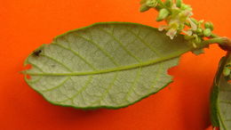 Image of Trigonia nivea var. pubescens (Cambessedes) E. Lleras