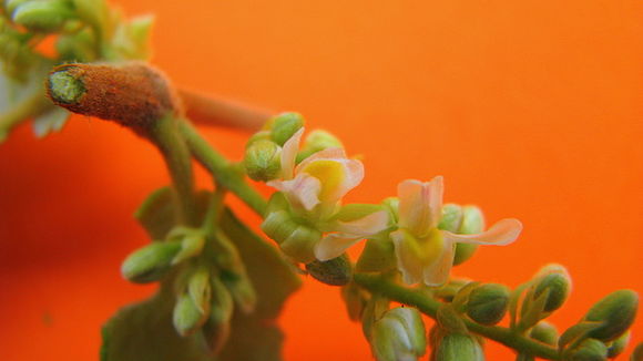 Imagem de Trigonia nivea var. pubescens (Cambessedes) E. Lleras