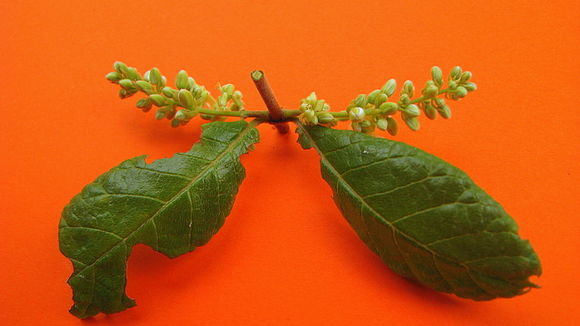 Imagem de Trigonia nivea var. pubescens (Cambessedes) E. Lleras