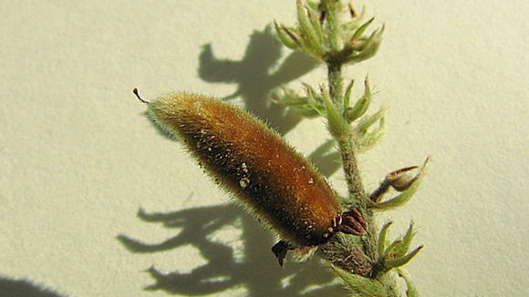 Imagem de Trigonia nivea var. pubescens (Cambessedes) E. Lleras