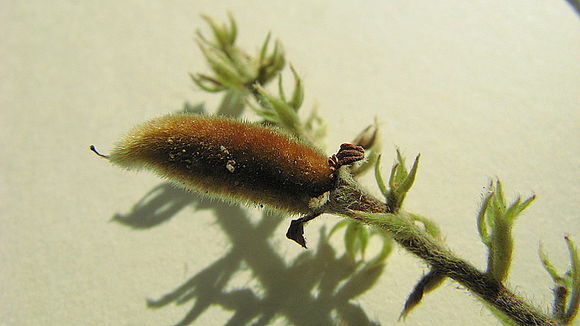 Imagem de Trigonia nivea var. pubescens (Cambessedes) E. Lleras