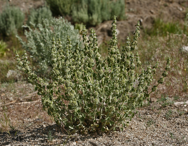 Image of horehound