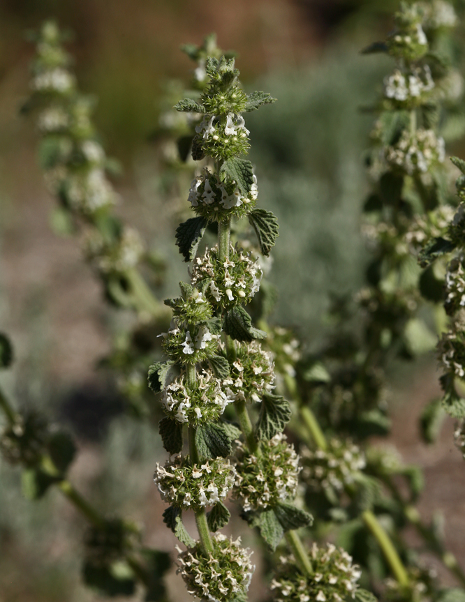 Image of horehound