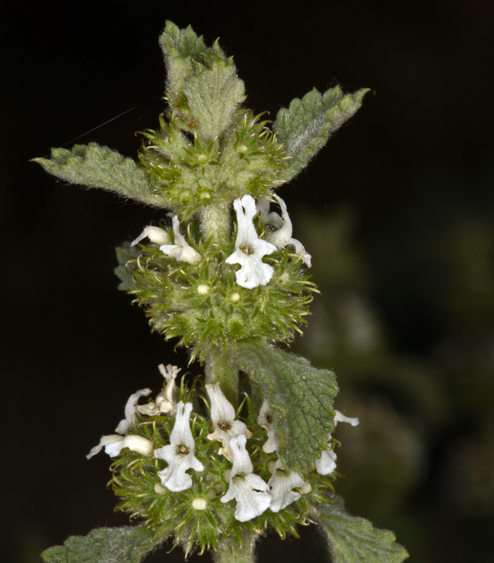 Image of horehound