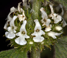 Image of horehound