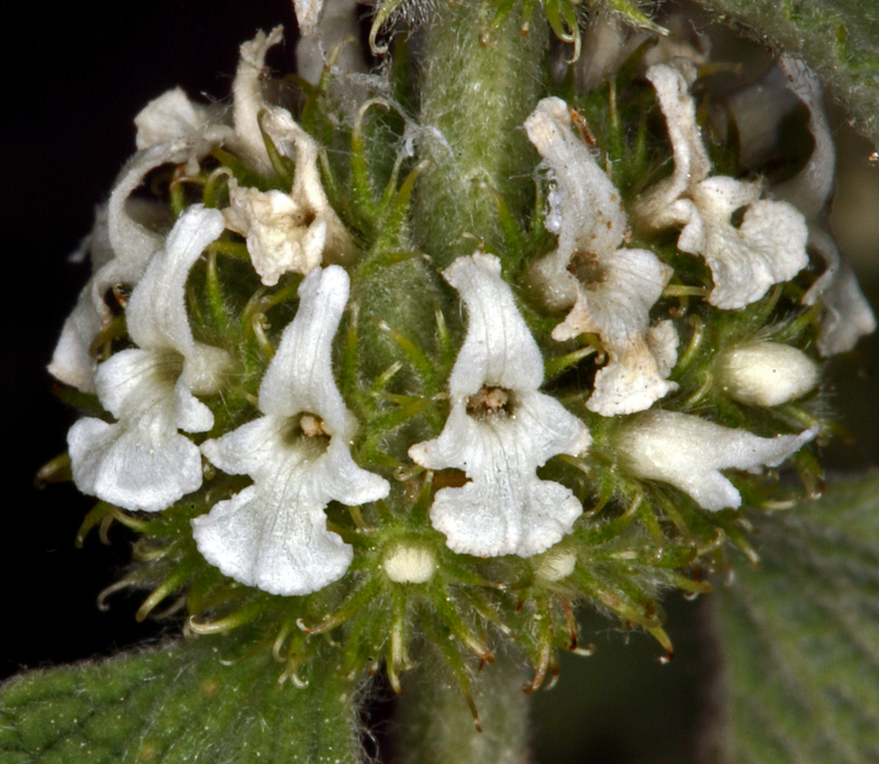 Image of horehound