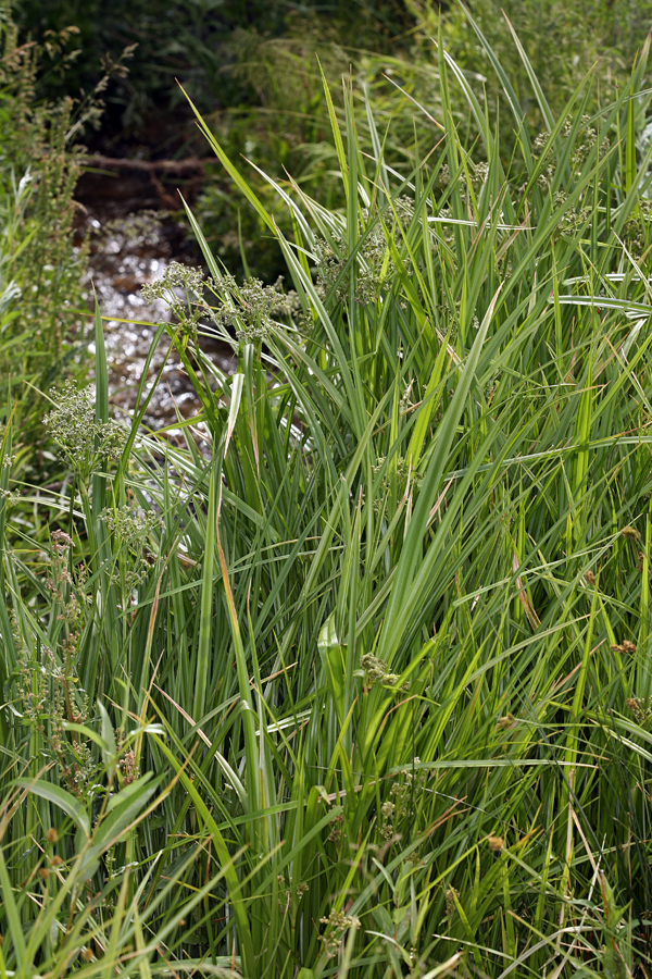 Image of panicled bulrush