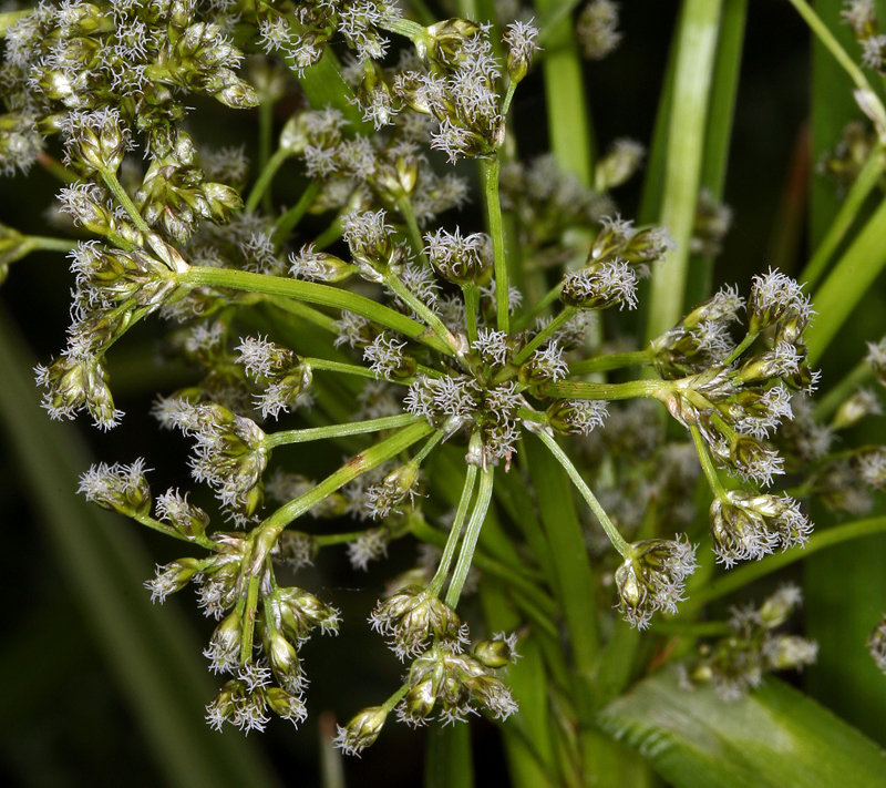 Image of panicled bulrush