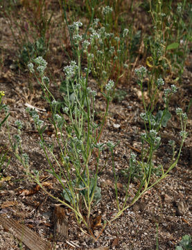 Plancia ëd Cryptantha watsonii (A. Gray) Greene