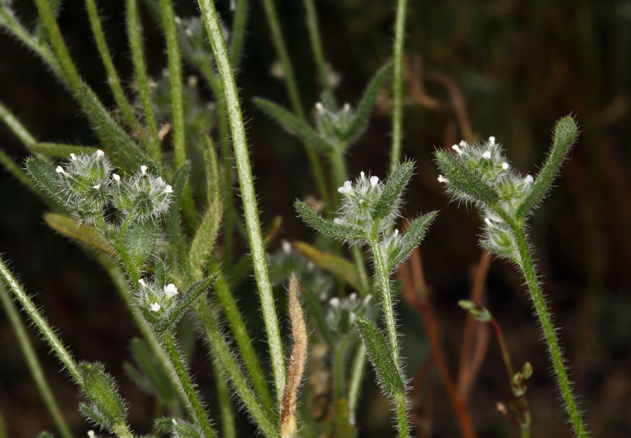 Imagem de Cryptantha watsonii (A. Gray) Greene