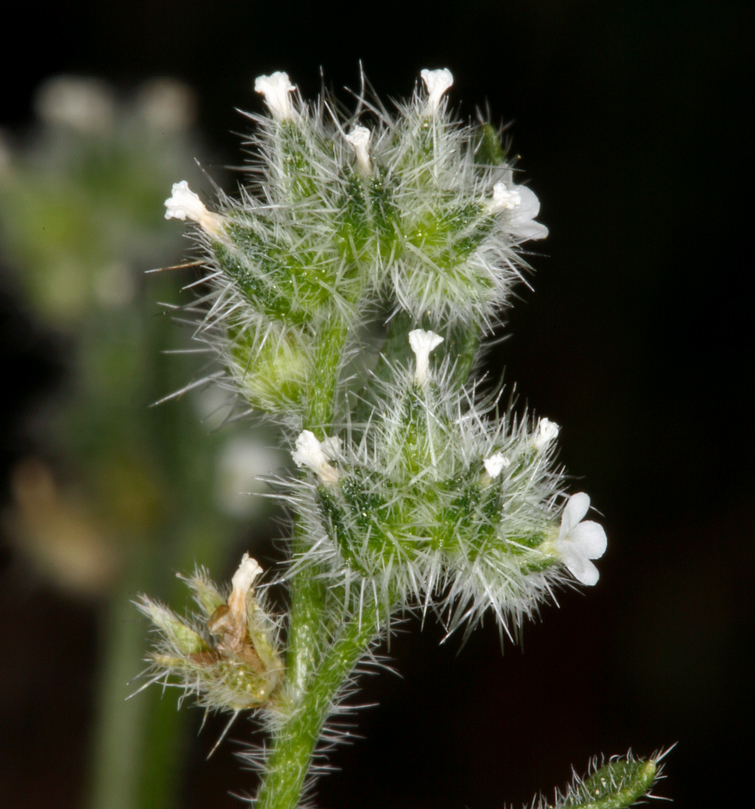 Слика од Cryptantha watsonii (A. Gray) Greene