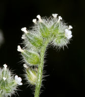 Imagem de Cryptantha watsonii (A. Gray) Greene