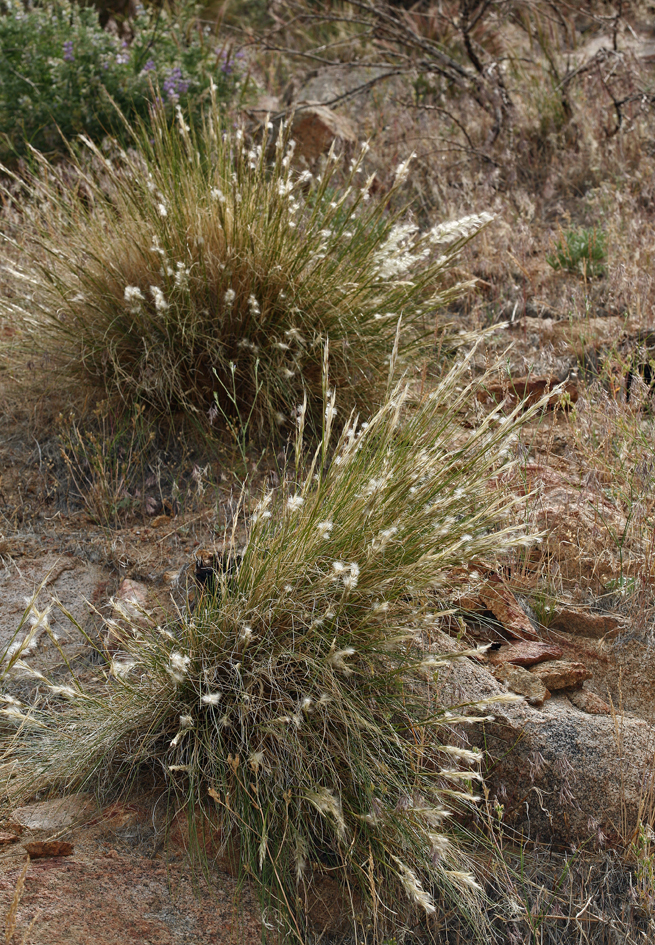 Image of <i>Stipa speciosa</i>