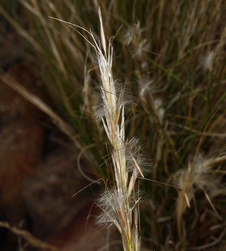 Image of <i>Stipa speciosa</i>