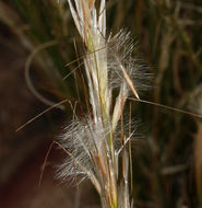 Image of <i>Stipa speciosa</i>