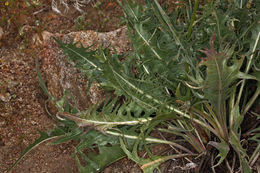 Crepis acuminata Nutt. resmi