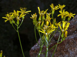 Crepis acuminata Nutt. resmi