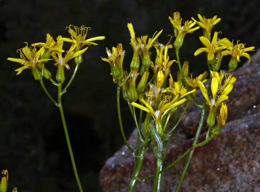 Crepis acuminata Nutt. resmi