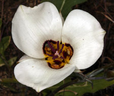 Image de Calochortus bruneaunis A. Nelson & J. F. Macbr.