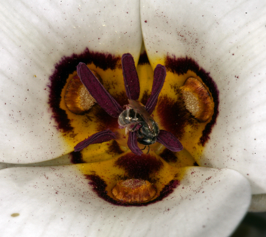 Image de Calochortus bruneaunis A. Nelson & J. F. Macbr.