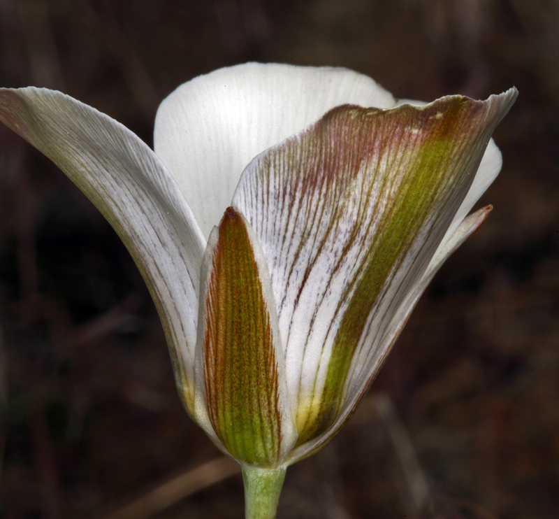 Image de Calochortus bruneaunis A. Nelson & J. F. Macbr.