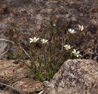 Image of <i>Minuartia nuttallii</i> ssp. <i>gracilis</i>