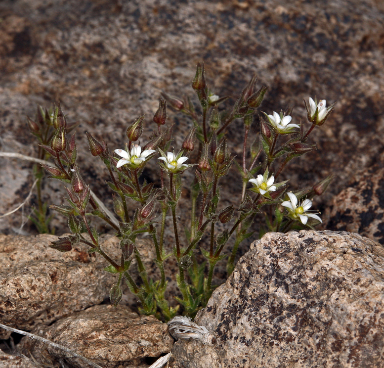 Image of <i>Minuartia nuttallii</i> ssp. <i>gracilis</i>