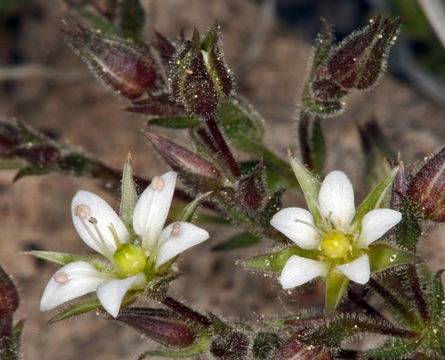 Image of <i>Minuartia nuttallii</i> ssp. <i>gracilis</i>