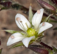 Image of <i>Minuartia nuttallii</i> ssp. <i>gracilis</i>