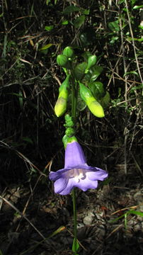 Image of Chelonanthus purpurascens (Aublet) Struwe, Nilsson & Albert