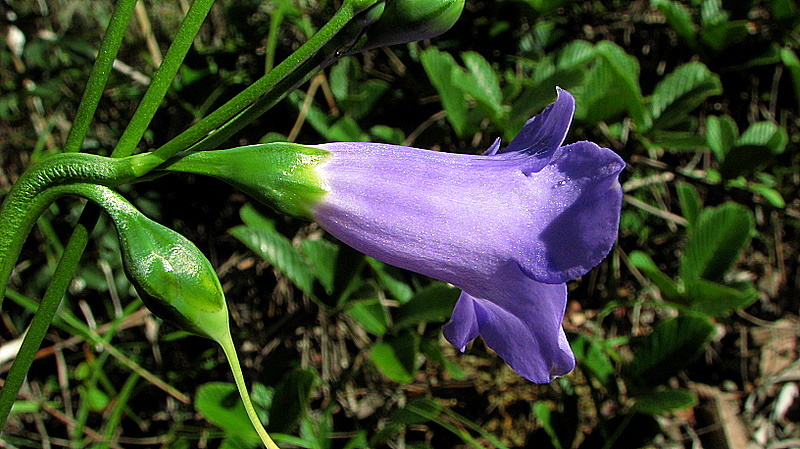 Image of Chelonanthus purpurascens (Aublet) Struwe, Nilsson & Albert