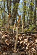 Image of Bird's-nest orchid