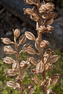 Image of Bird's-nest orchid