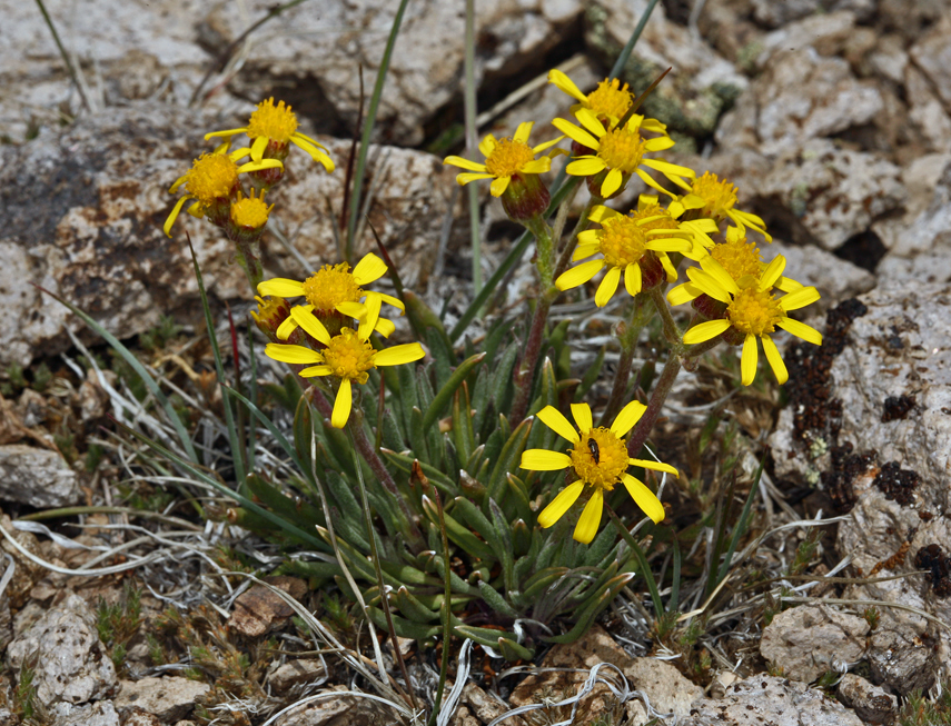 Sivun Packera werneriifolia (A. Gray) W. A. Weber & Á. Löve kuva