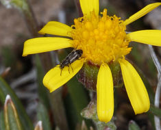 Sivun Packera werneriifolia (A. Gray) W. A. Weber & Á. Löve kuva