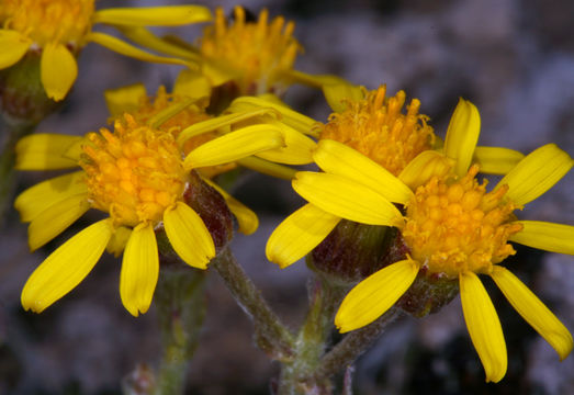 Image of hoary groundsel