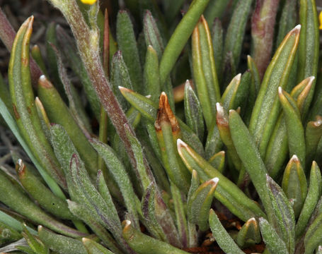 Image of hoary groundsel