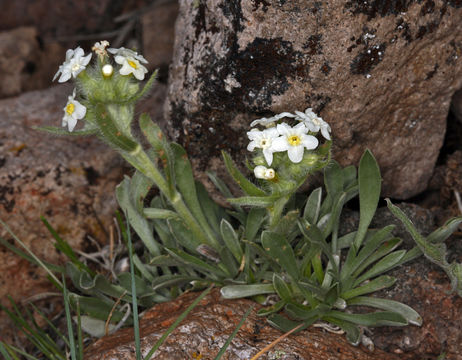 صورة Cryptantha nubigena (Greene) Payson